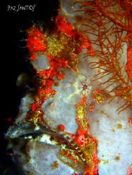 One of the four Giant Frogfish I spotted in one dive. by Paz Maria De Vera-Santos 